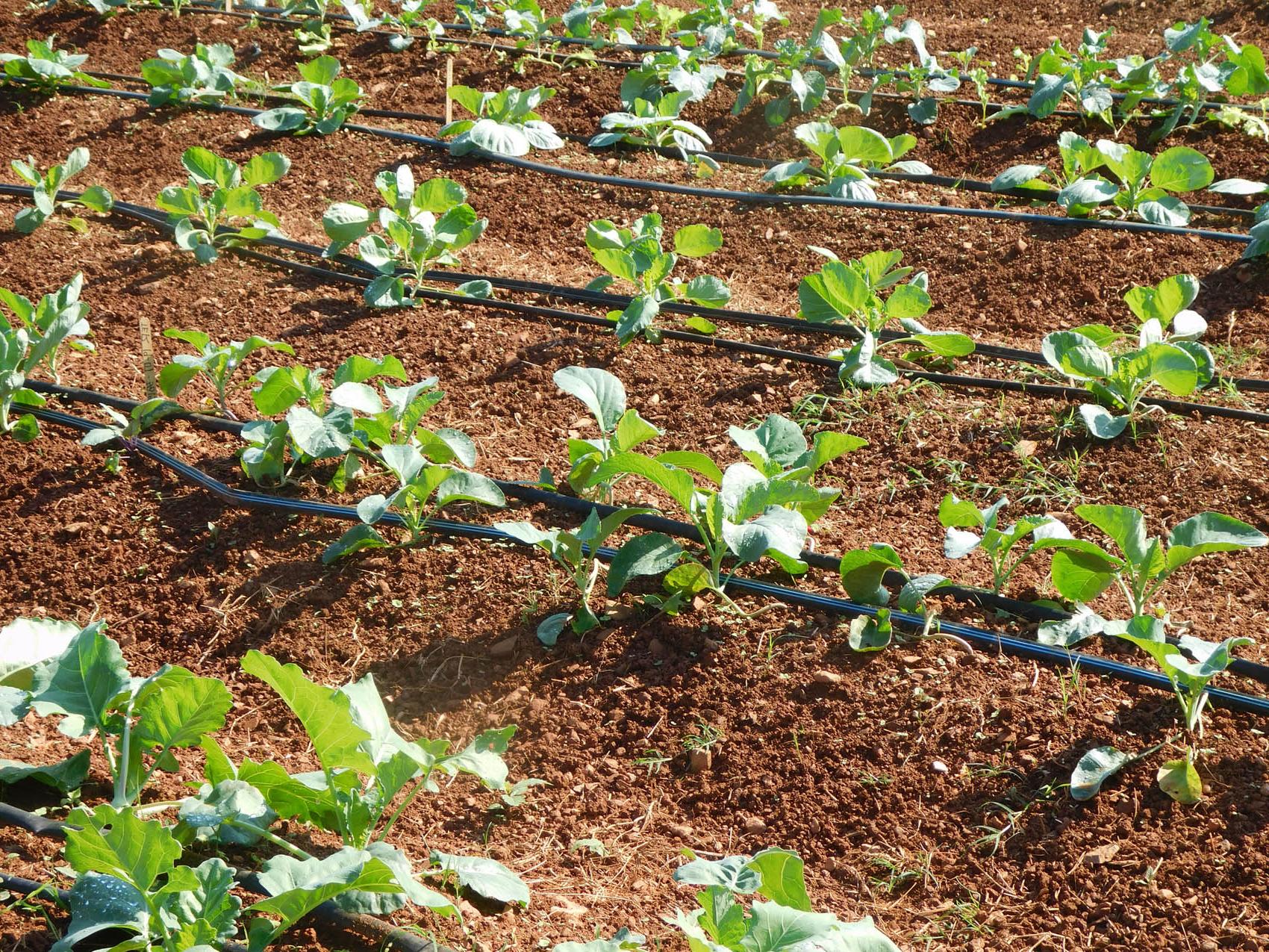 Read the full story, Growing season continues at the 澳门黄金城赌城 Student Farm